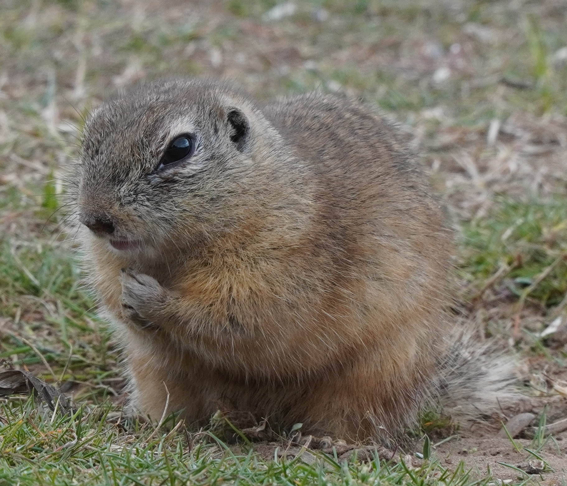 urgefogvmit_kozel_VO