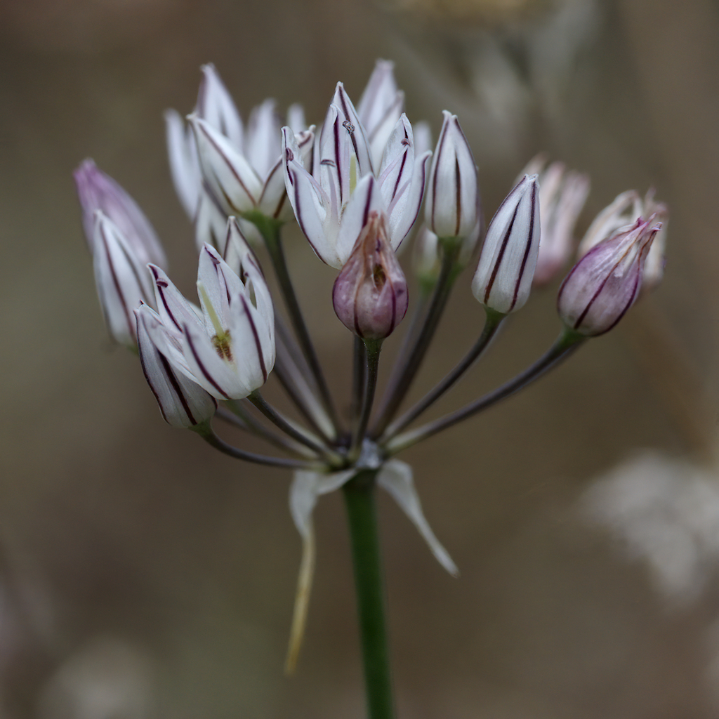 Allium_moschatum_FarkasS_kisebb