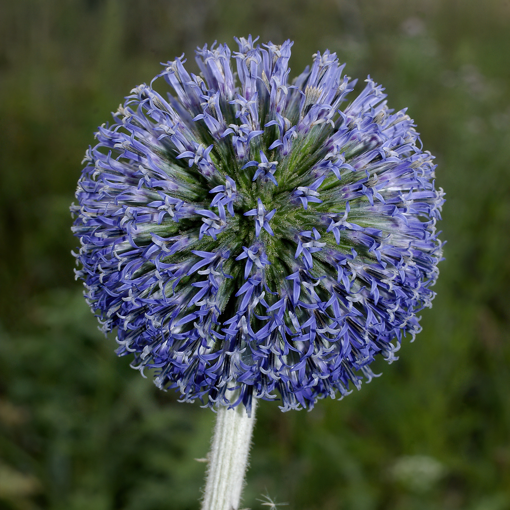 Echinops_ruthenicus_FarkasS_kisebb