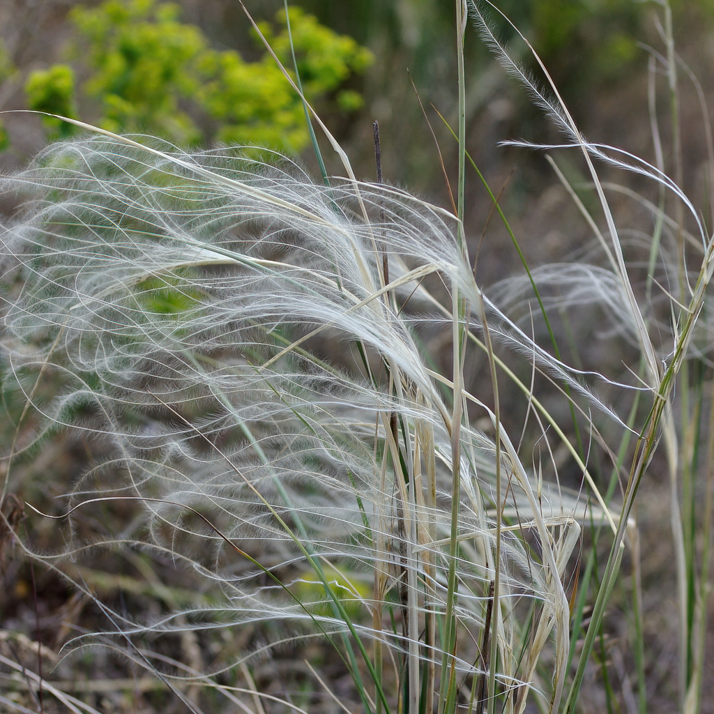 Stipa_borysthenica_FarkasS_kisebb